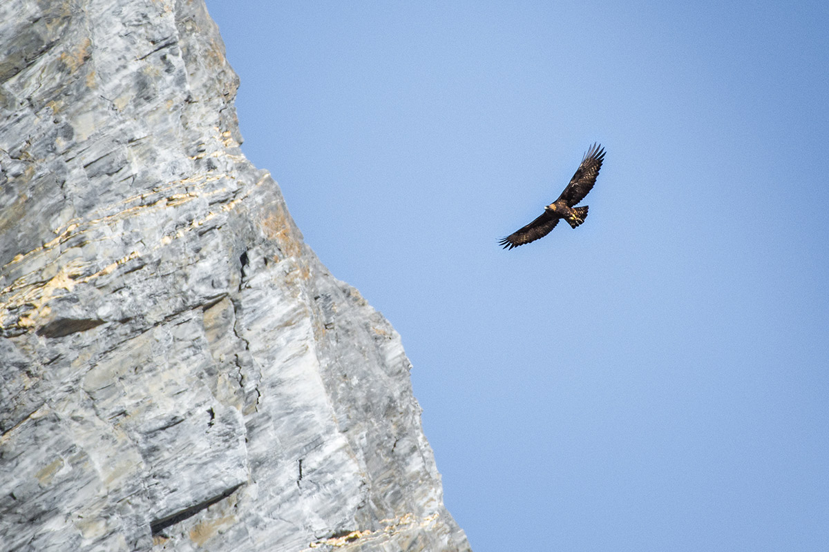 Aigle royal alpes