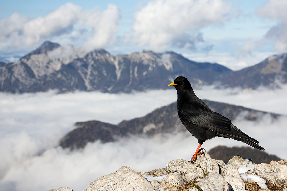 Chocard à bec jaune alpes