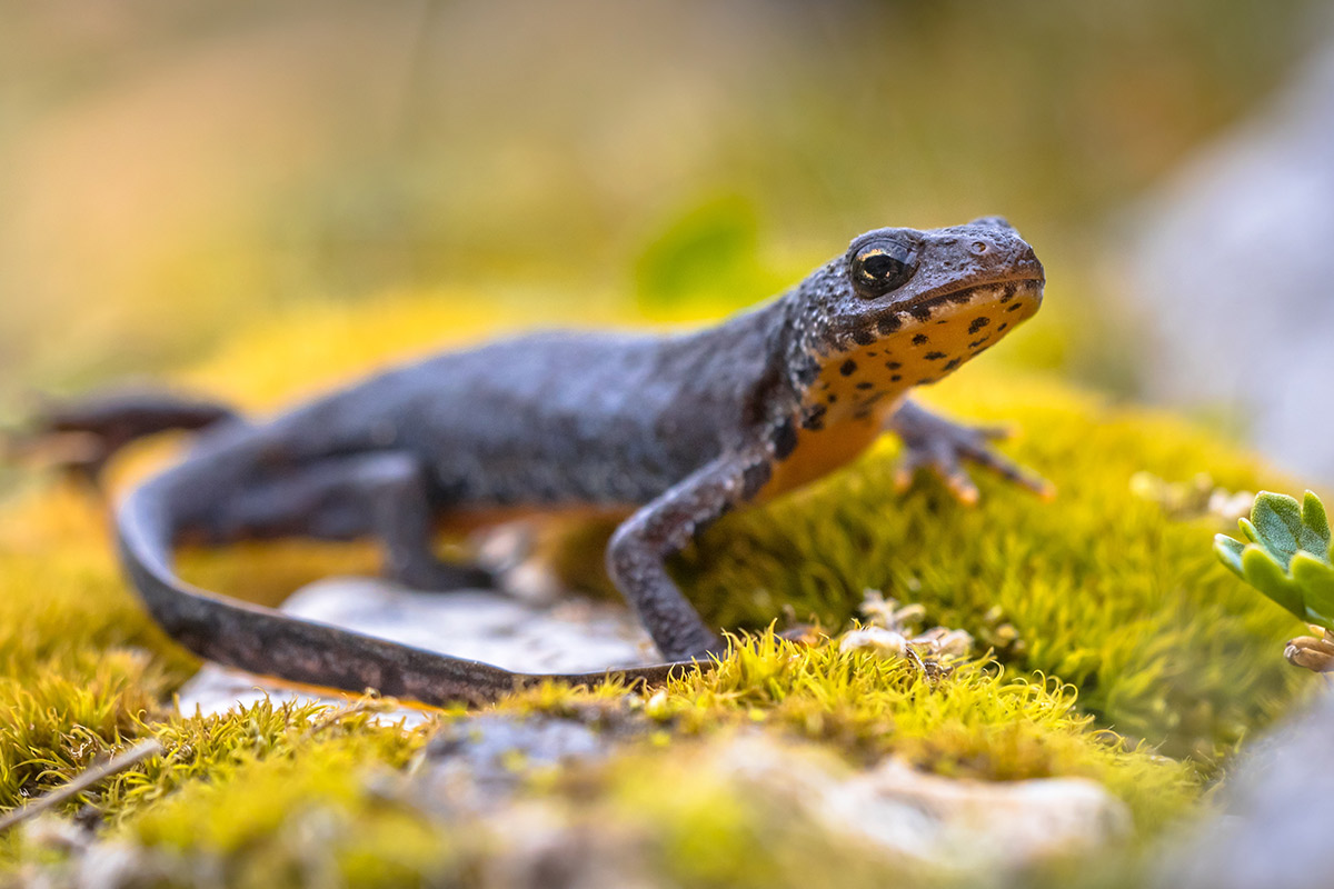 Triton alpestre alpes